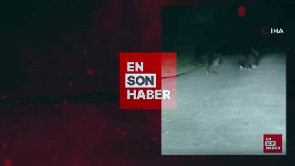 Bartın'da seyir halindeki otomobilin önüne ayı çıktı