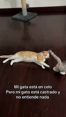 Ma minette fait la frénésie 😹