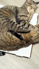 Se chamailler pour le dîner, puis se faire prendre.