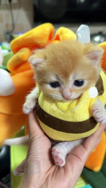 “This Little Kitty Looks a Bit Worn Out 😂” | Golden Shaded British Shorthair Kitten Shorts