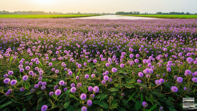 Bông Hoa Ngày Ấy – Bolero Hoài Niệm Tình Đầu Quê Hương | Ca Khúc Trữ Tình Mới