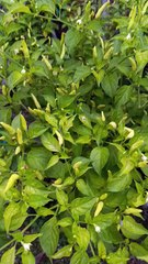 Cabe Galon Smart Farming. #cabe #farming #farm #petanimuda #petanimilenial #berkebun #tanaman #chili