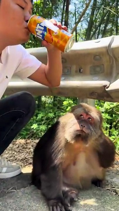 Please have some orange juice, Xingxing.😁 #monkey #monkey #xingxing
