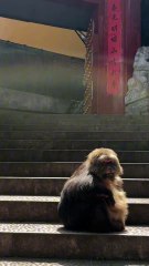 Say hello to monkey xingxing😁 #monkey #monkey #xingxing #cute #lovely