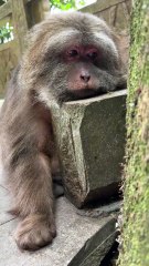 She might have her own worries, too. #monkey #monkey #xingxing #cute