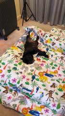 Piper's Evening Flop: A French Bulldog's Cozy Snooze