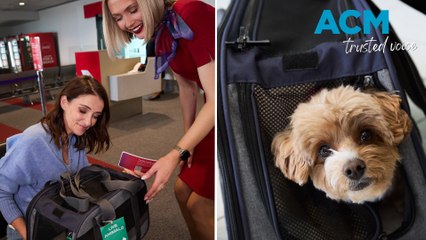Virgin Australia launches first ever pet-friendly flights