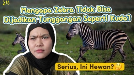 Mengapa Zebra Tidak Bisa Dijadikan Tunggangan Seperti Kuda? Ini Penjelasannya