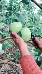 🌿Grow Guava Tree Faster with These Simple Tips! #guava #fruittree
