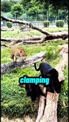 Phanter vs cheetah, wildlife Animals
