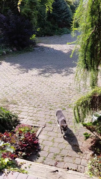 Breakfast Thief! Sneaky Cat Is Coming 🐾 #shorts #cats #fyp #Viralcats #funnycats