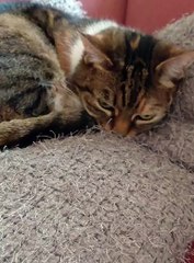 I will look after our home, You go to work and earn for my food! :) #shorts #morning #fyp #funnycats #viralcats #cats