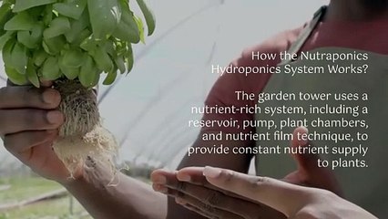 Hydroponics Simplified: Why Nutraponics Is Taking Over Home Gardens