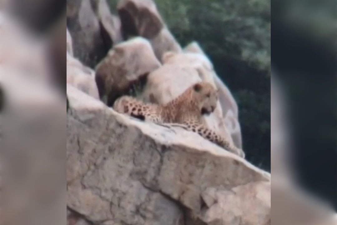 VIDEO: अलवर में भूरासिद्ध मंदिर के पास लेपर्ड क...