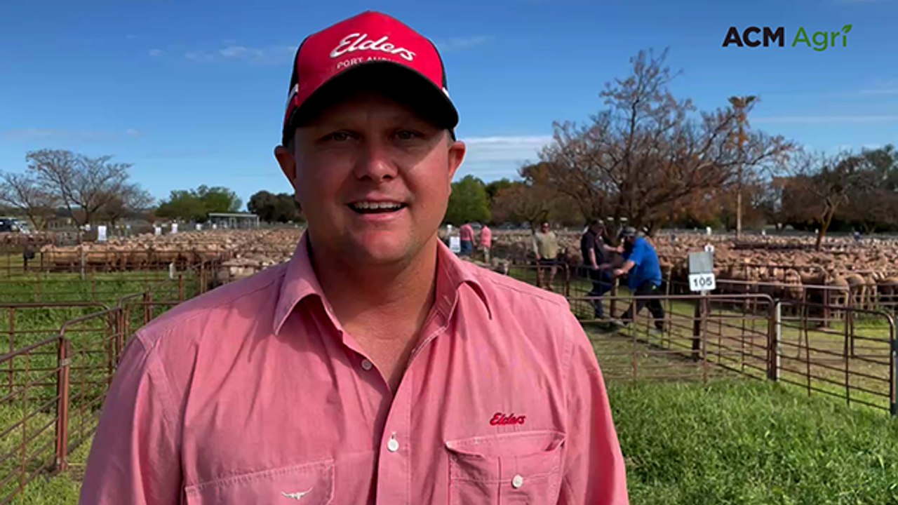 Jamestown Feature Ewe Market - September 2025