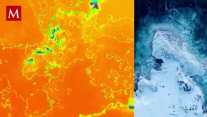 Mortalidad crítica: el número más alto de ballenas grises muertas en México desde 2020