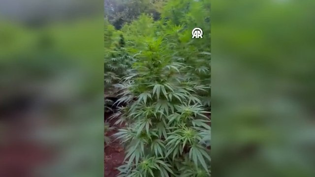 Fındık bahçesine kenevir ektikleri iddia edilen baba oğul tutuklandı