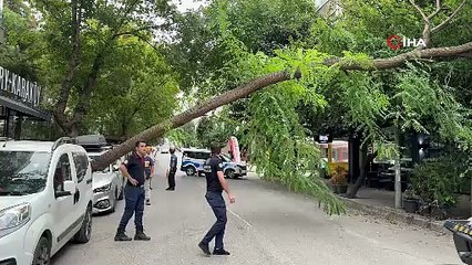 Ağaç otomobilin üzerine devrildi