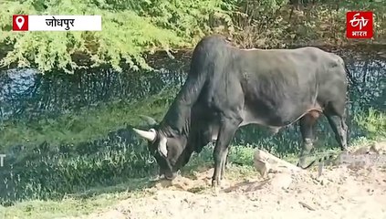 फैक्ट्रियों के गंदे पानी से जूझ रही जोजरी नदी, समाधान के लिए बनेंगे 3 बड़े ट्रीटमेंट प्लांट