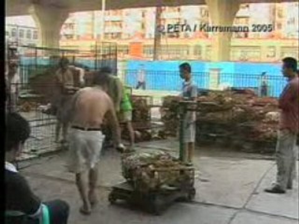les chiens en asie