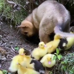 Puppy thinks he's one of them...🥰