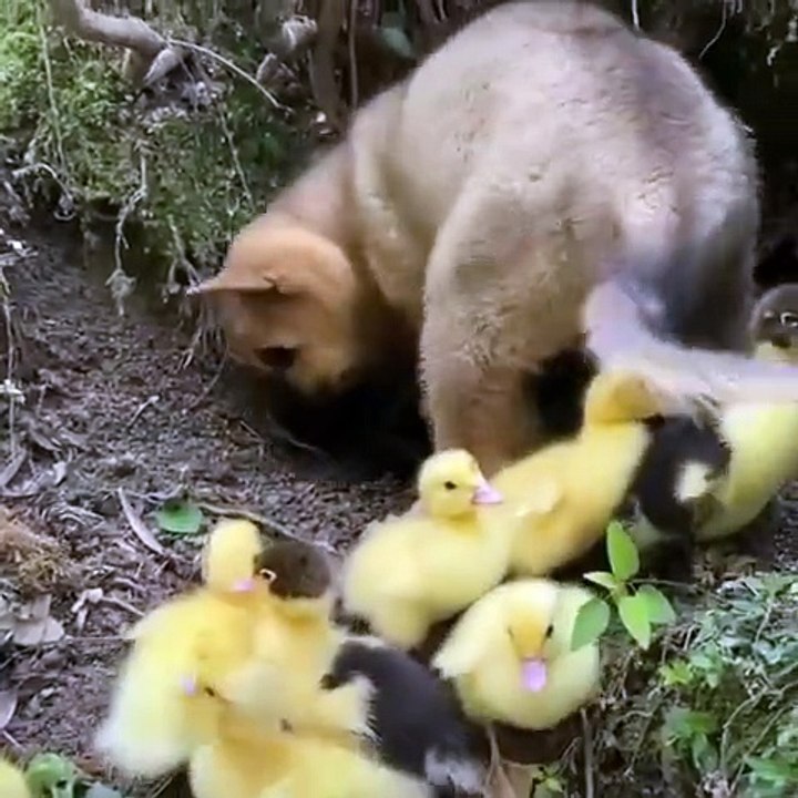Puppy thinks he's one of them...🥰