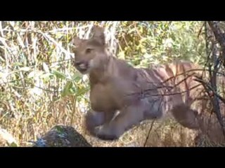 Camera Captures Wild Mountain Lion in Their Natural Surroundings