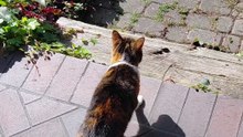 Is It My Shadow? :) #shorts #funnycats #cats #fyp #viralcats