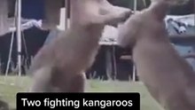 Kangaroos fighting