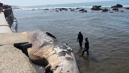 Livorno, il recupero della balenottera davanti alla Terrazza Mascagni