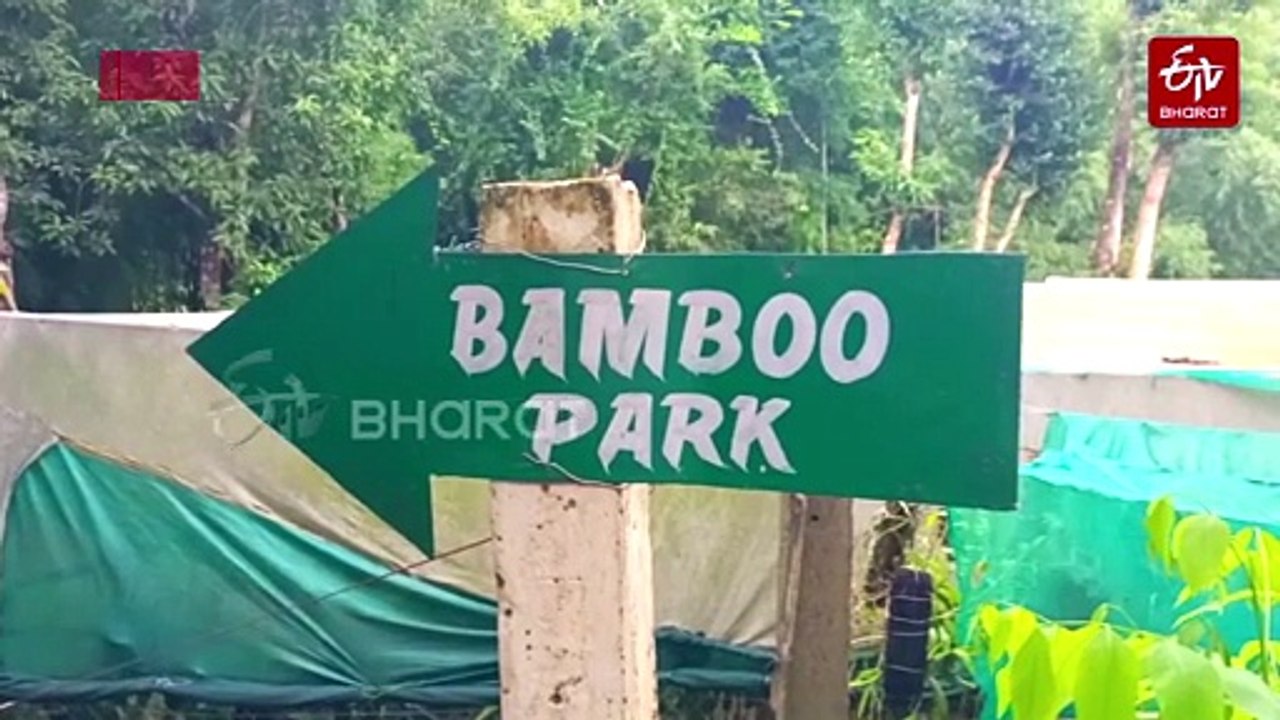 World Bamboo Day | Visitors Can See World's Tal...