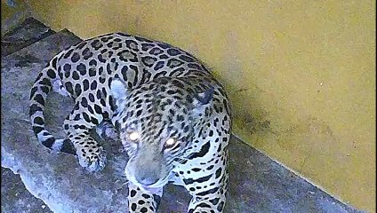 ¿Qué pasó con el inquietante jaguar visto en Cundinamarca? CAR dio importante anuncio