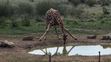 Giraffe battles uncomfortable stance to drink water in the middle of the wild