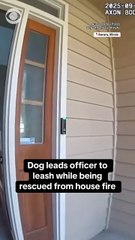 New funny comedy videos,funny days,New funniest co