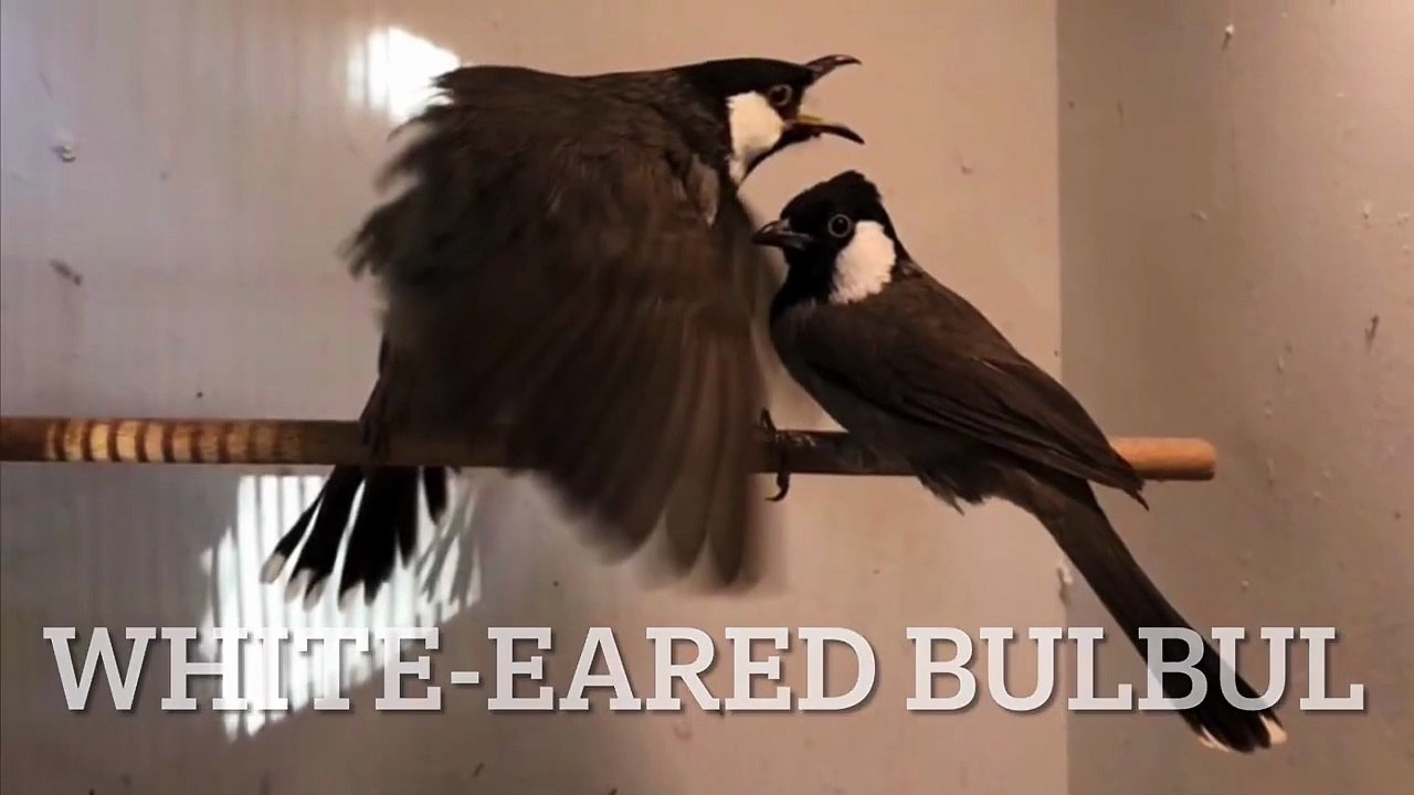 White Eared Bulbul bird mating (Iraqi Bulbul in bird aviary) _ Birds Video
