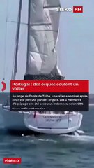 🚨🐋🇵🇹 FLASH | Au large de Fonte da Telha (Portugal), un voilier a coulé après avoir été percuté par des orques 😱🚤🌊 👉 Les 5 passagers ont été secourus indemnes 🙏🛟