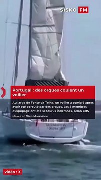 🚨🐋🇵🇹 FLASH | Au large de Fonte da Telha (Portugal), un voilier a coulé après avoir été percuté par des orques 😱🚤🌊 👉 Les 5 passagers ont été secourus indemnes 🙏🛟