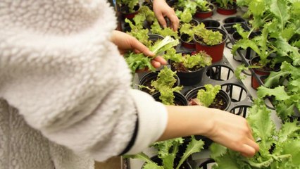 [녹색] "치유농업으로 발달장애인 직업교육 돕는다" / YTN