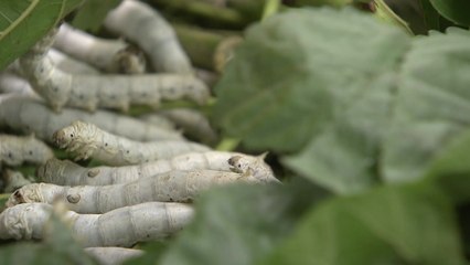 [녹색] 농촌진흥청, 한약재 '백강잠' 국산화 기술 기반 구축 / YTN