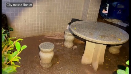 Rat-tastic Adventures: The Ultimate Guide to Pest Control with a Twist!