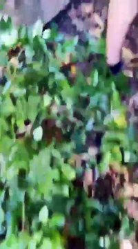 Sortu reivindica la llibertat del País Basc amb una acció al Valle de los Caídos