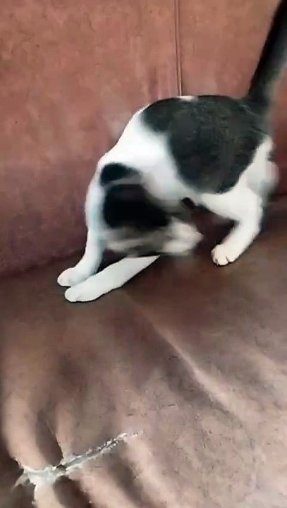 Cute and playful cat