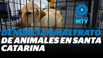 ¿Qué pasó con los perritos en Santa Catarina? | Reporte Indigo