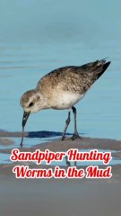 Worm-eating birds on the seashore