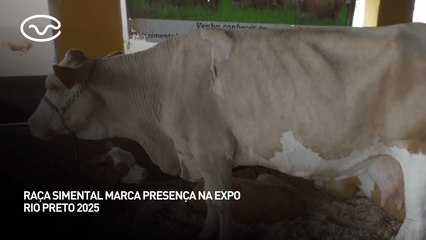 Raça Simental marca presença na Expo Rio Preto 2025