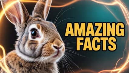 Amazing Facts About Rabbits You Probably Don't Know!