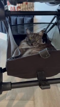 Our Cat Thinks She’s the Baby Now! 😂🐱👶#shorts #funny #funnycats #cute #cutecats #fyp #viralcats