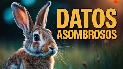 Datos ASOMBROSOS sobre los CONEJOS que no Conocías 🐰