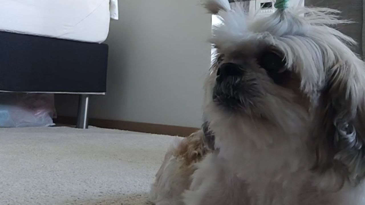 Dog turns side to side in confusion as her mom starts teasing her