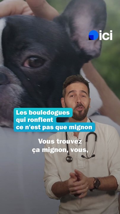 Les bouledogues qui ronflent ce n'est pas mignon - Les conseils du véto